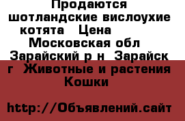 Продаются шотландские вислоухие котята › Цена ­ 2 000 - Московская обл., Зарайский р-н, Зарайск г. Животные и растения » Кошки   